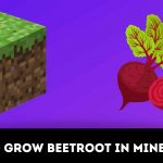How to grow beetroot in Minecraft?
